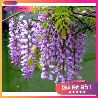 COMBO 06 hạt giống hoa tử đằng TẶNG kèm 10 viên nén ươm hạt LUCKY.VN