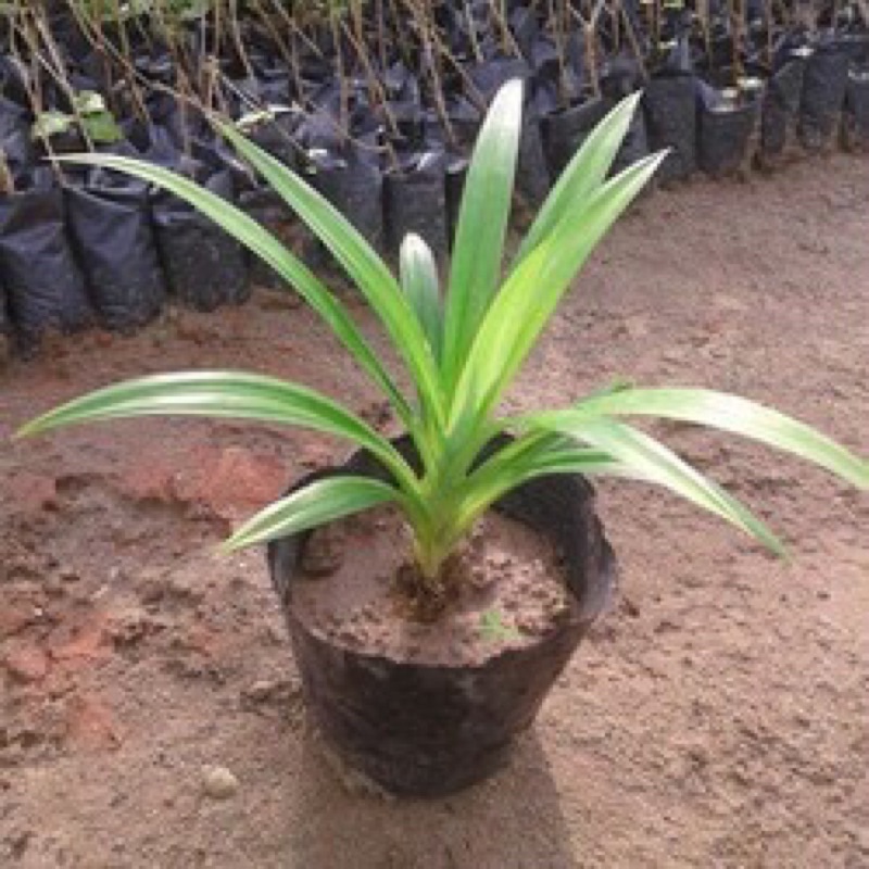 Cây lá dứa, bầu đất ổn định rễ đảm bảo sống 100%