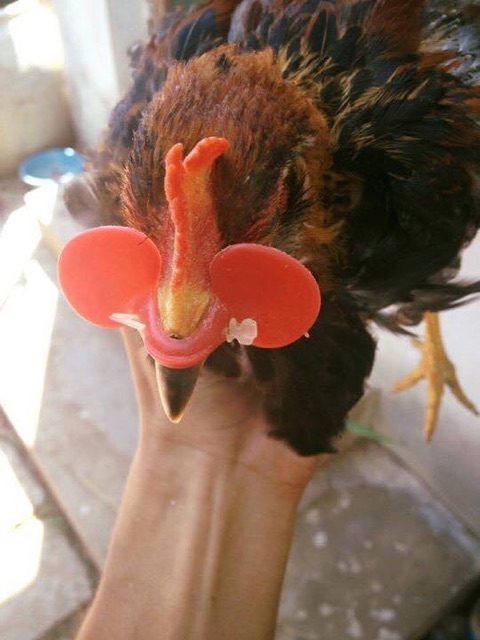 Kính gà - KÍNH CHO GÀ TRE CHIM TRĨ