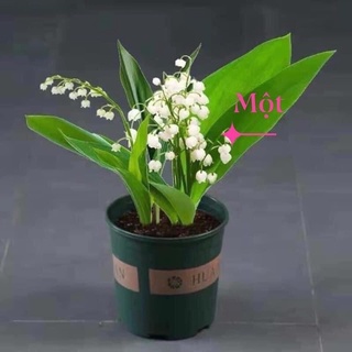 Hoa Lan Chuông sỉ 12k( 1 bó đủ màu)
