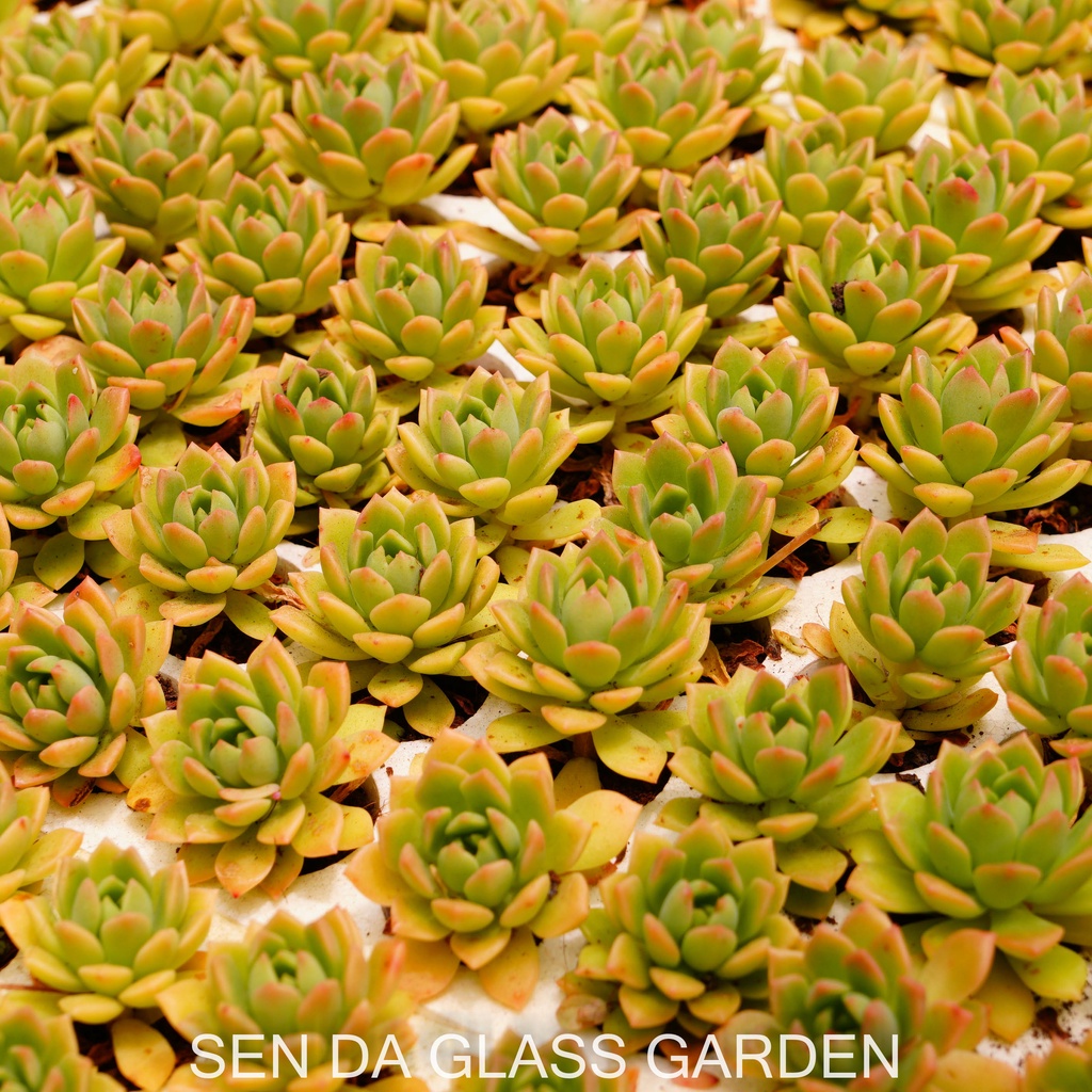 Set 5 cây Sen đá mặt trời cam GLASS GARDEN size mini 2-3cm, Hàng Đà Lạt, lỗi 1 đổi 1