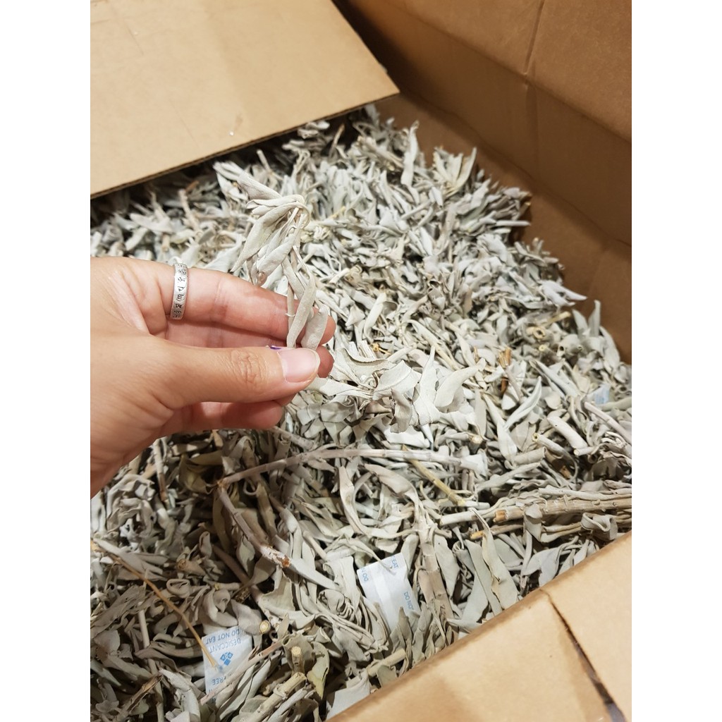 White sage lá xô thơm trắng nguyên cành, lá