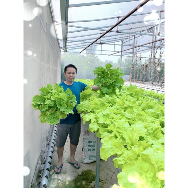 Dinh dưỡng thủy canh hydrolindo chuyên dụng cho rau ăn lá và cây ăn quả