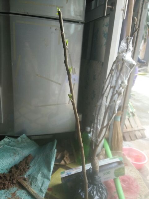 CÂY GIỐNG TÁO ĐỎ NHẬP KHẨU NGUYÊN CÂY