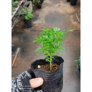 5 cây cúc hoạ mi vàng ( thân gỗ)
