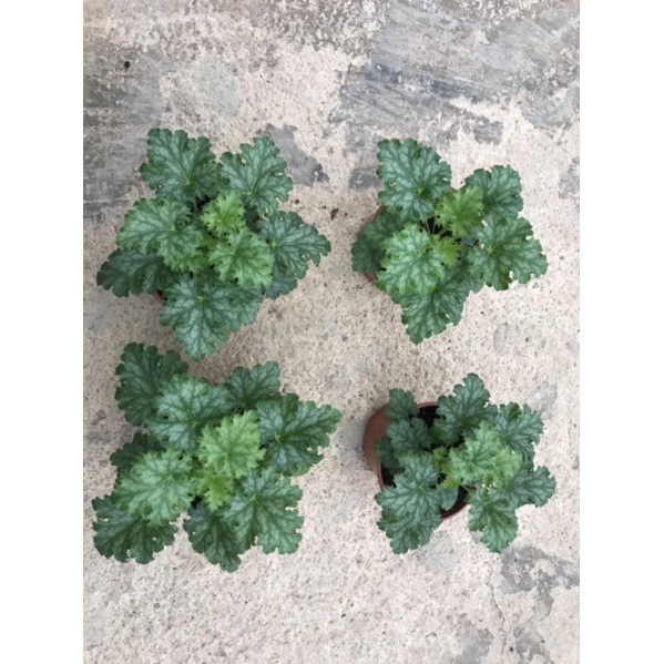 Cây chuông san hô hêu che ra.