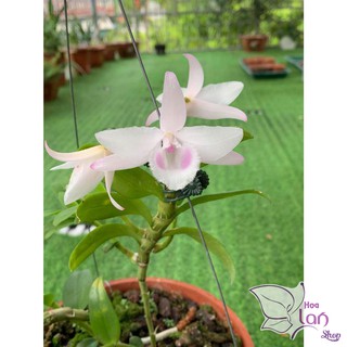 Lan Phi Điệp 🍀FREESHIP🍀 Hồng Yên Thủy [ Ươm Kie ]