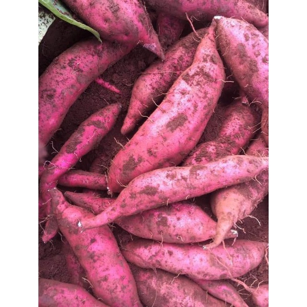 Khoai lang tím bao ngon 1kg