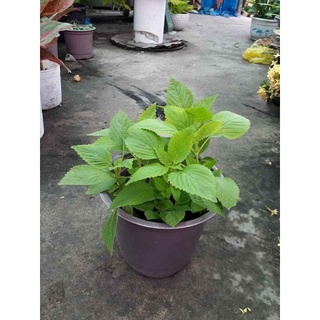 Rau kinh giới chậu Vetablep9 100% rau sạch