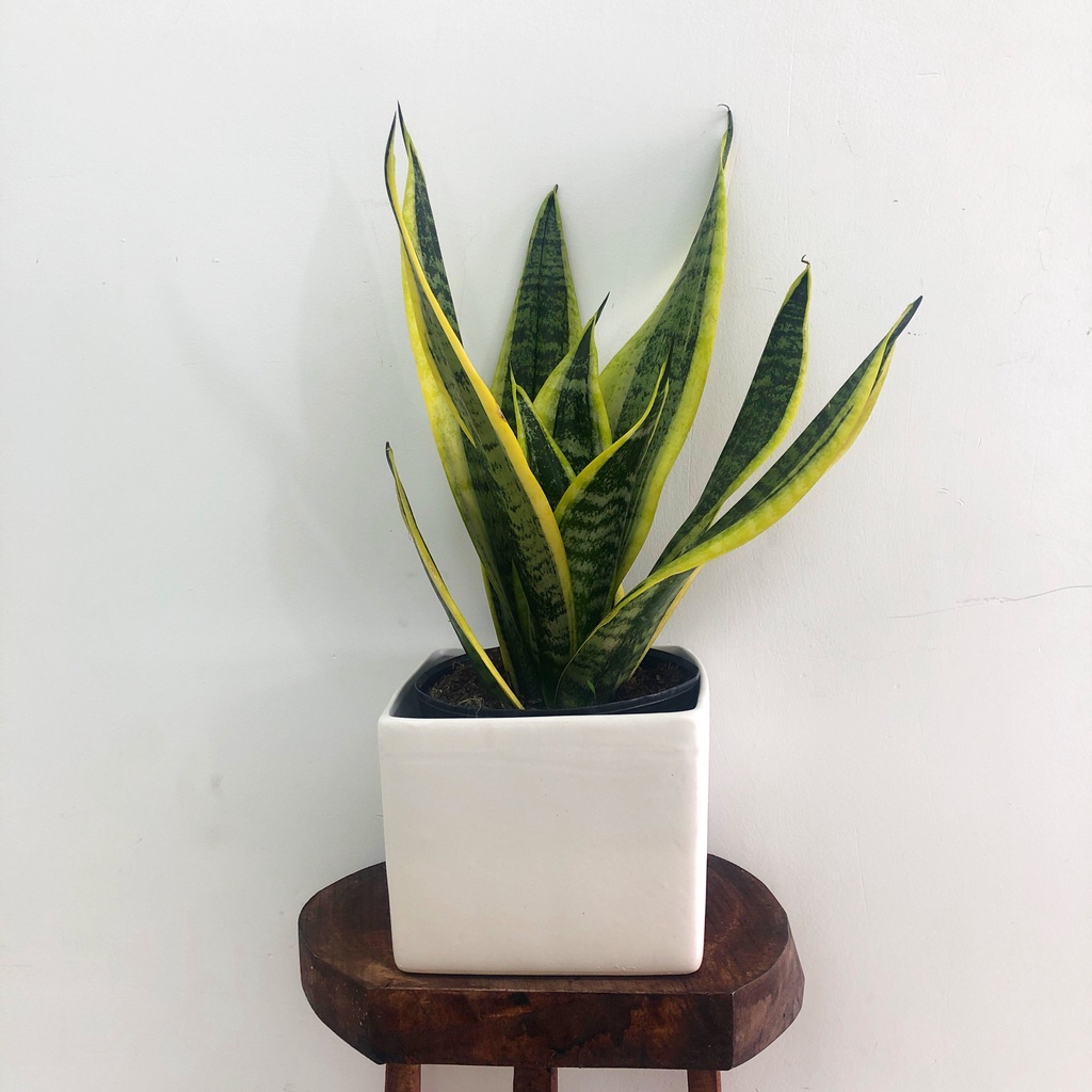 Cây lưỡi hổ viền vàng , cây phong thủy trồng trong nhà, cây cảnh mini để bàn trang trí nội thất văn phòng