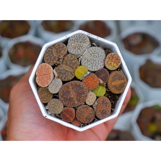 Lithops ( thạch lan ) Mông nhà Gác Mái Sen