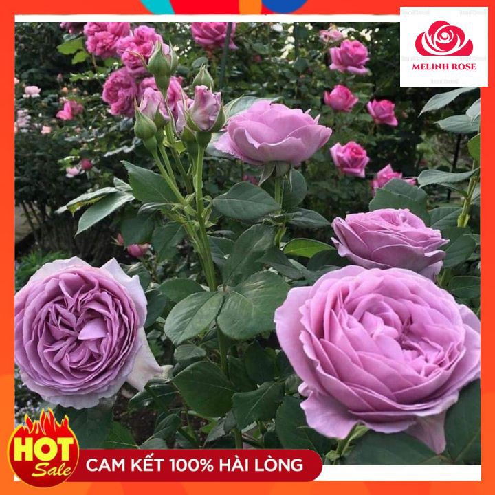 Hoa hồng ngoại Kinda Blue rose – Nàng thơ tím lavender hút hồn triệu tín đồ yêu hoa-Vườn Hoa Melinhrose