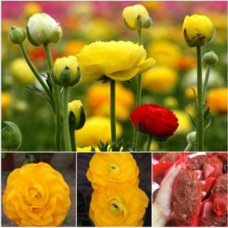 Củ giống hoa hồng mao lương hoa màu vàng chanh ( 1 củ kèm viên nén xơ dừa ươm củ )