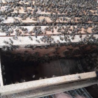 Com bo 2 l mật ong hoa rừng tây bắc