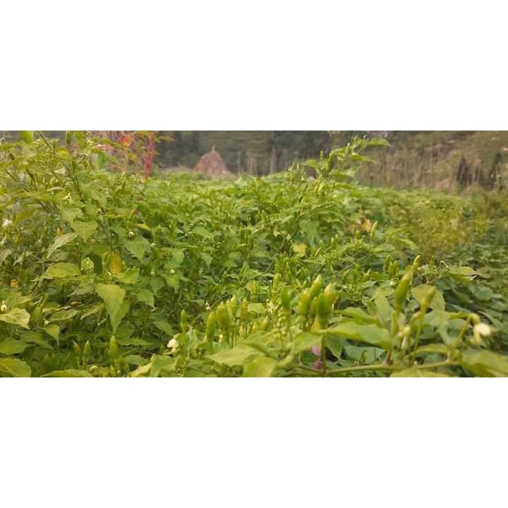 Ớt gió Hà Giang  xóc muối 🌶️cay , giòn, bảo quản quanh năm🌶️ Ớt cứt chuột siêu cay , tiện lợi