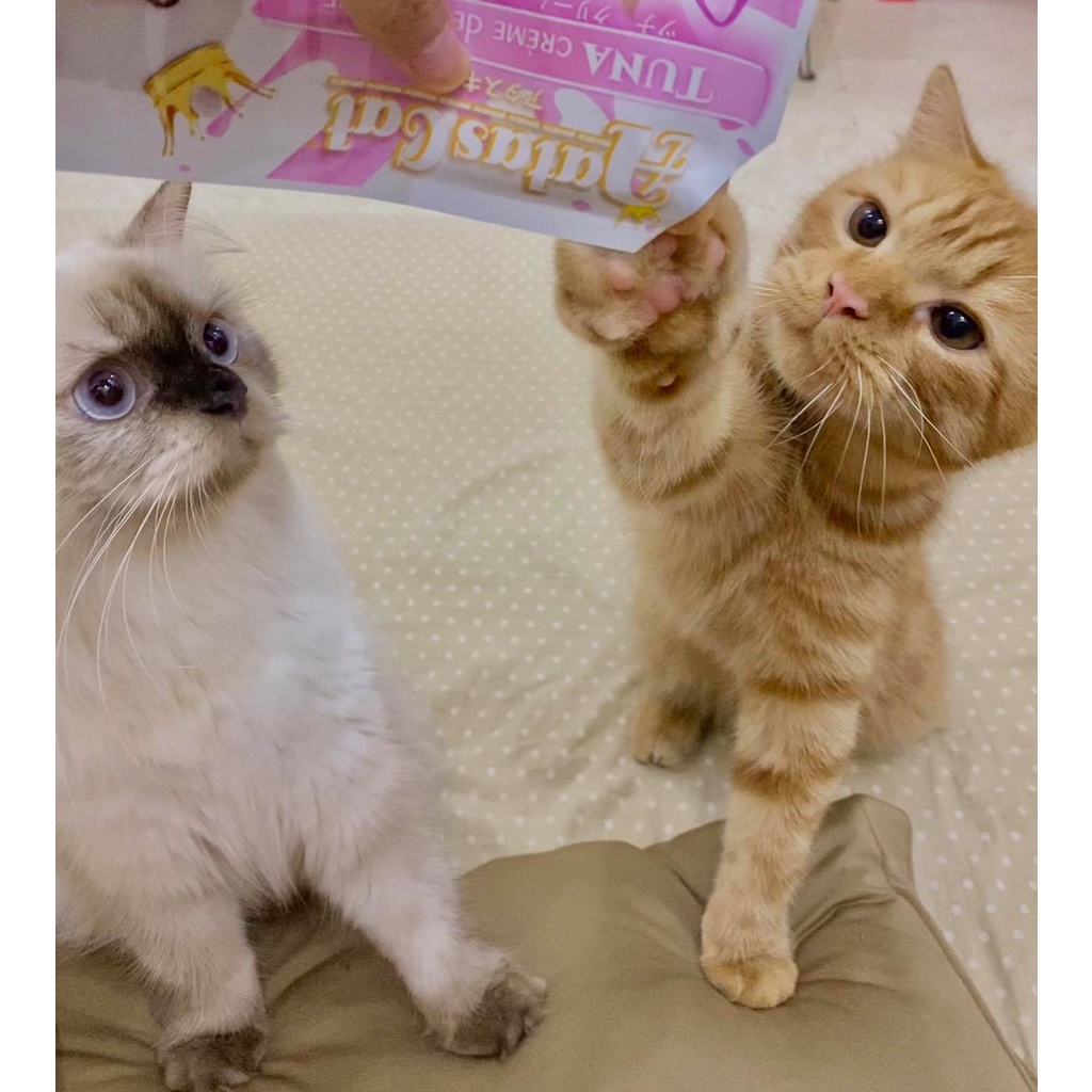 Súp thưởng sốt kem thưởng pate cho mèo AATAS CAT gói 16 gram