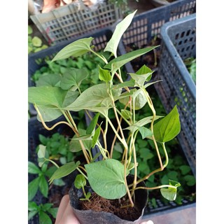 Cây giống rau diếp cá (bầu đất)