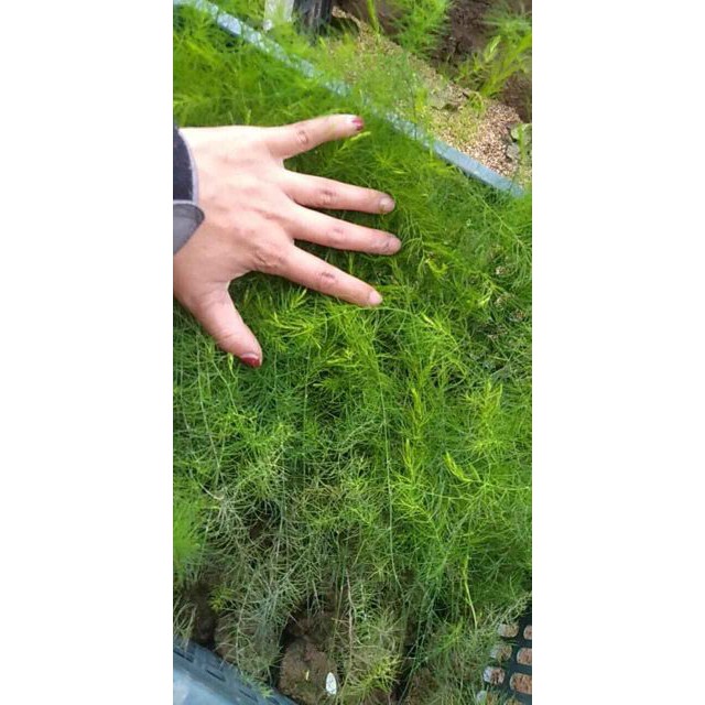 Cây Măng Tây Mỹ