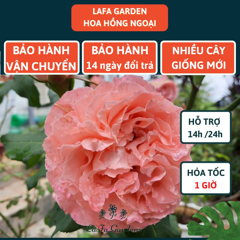 Cây giống hoa hồng leo kích thước( 45-60cm), tùy chọn màu, đỏ, cam, vàng, đỏ sọc, hồng