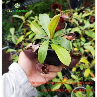 Nắp Ấm Đen Tròn Ấm To Viking x Ampullaria Black Cây Bắt Mồi Cây Ăn Thịt Bắt Côn Trùng Kiến Giáng Ruồi Muỗi Dễ Trồng