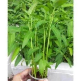 Hạt Giống Rau Muống Gói 500 Hạt (Gieo >25m2)- Tỉ Lệ Nảy Mầm Cao, Lên Đồng Đều, Lá Xanh, Ăn Ngon Ngọt