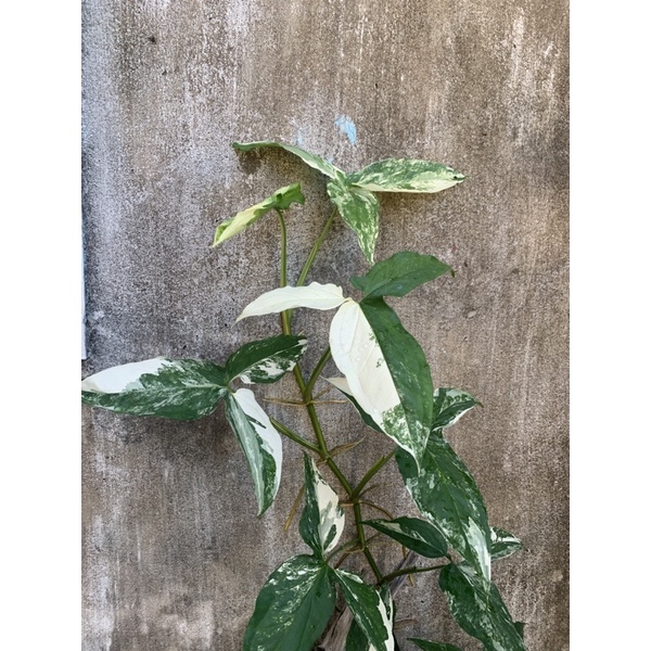 Cây trầu bà syngonium podophyllum albo var trắng 2 gốc - không kèm chậu