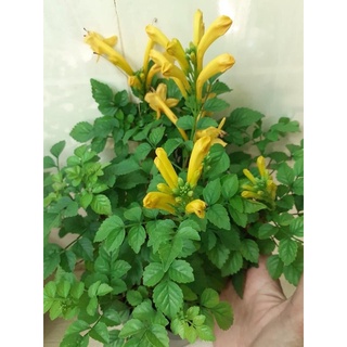Cây hoa rạng đông/ cây chùm ớt