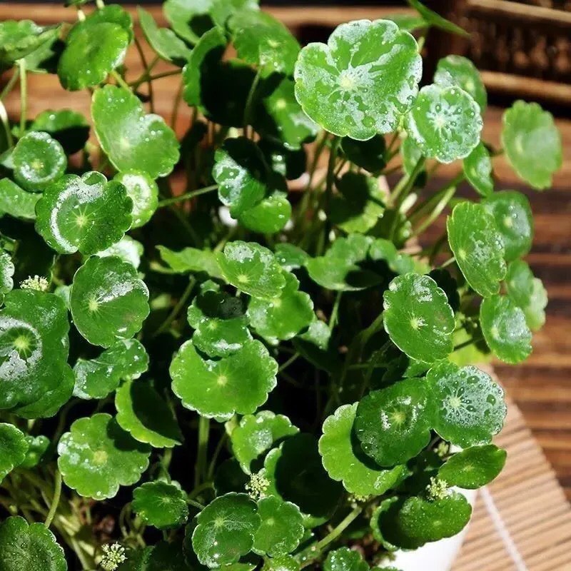 Hạt giống hoa sen đất  - 20 hạt Seed Land nhập khẩu