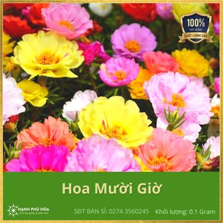 Hạt Giống Hoa Mười Giờ Kép Nhiều Màu NNX 0.1g/Gói - Tỉ Lệ Nảy Mầm Cao, Cho Hoa Nhiều, Màu Đẹp, Dễ Trồng