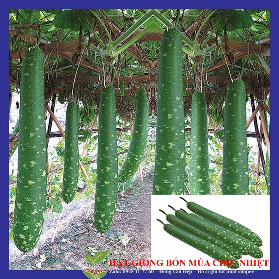 GÓI 10 HẠT GIỐNG BẦU DÀI Bầu Sao Trái Dài F1 Dễ Trồng, Năng Suất Cao