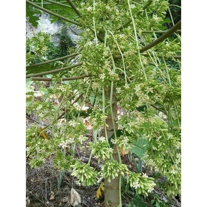 Hoa đu đủ đực khô nguyên chất sấy lạnh loại 1 gói 100gram