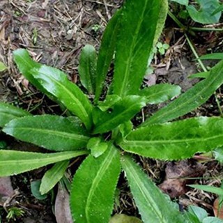 HẠT RAU NGÒ GAI - GÓI 3 GRAM