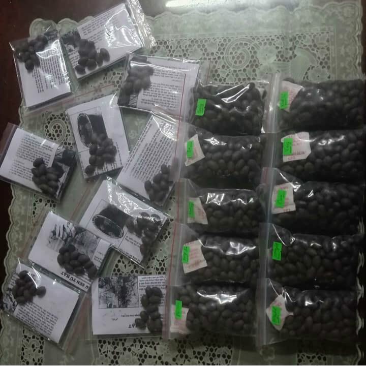 50 Hạt sen Nhật Mini 10 màu đẹp nhất hiện nay