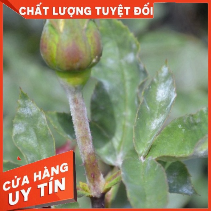 Thuốc Trừ Bệnh ANVIL 5SC  - Sạch Nấm Bệnh cho hoa hồng,mai vàng, bonsai...VFC - Nhà thuốc An Khang