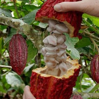 Bột ca cao nguyên chất