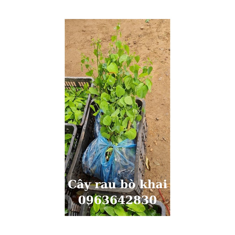 Cây giống RAU BÒ KHAI - đặc sản Tây Bắc- cây leo giàn- trồng ở ban công hoặc sân thượng