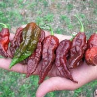 Hạt giống Ớt Socola Bhut Jolokia Choco Socola Ghost Pepper Seeds - NHẬP KHẨU 15h