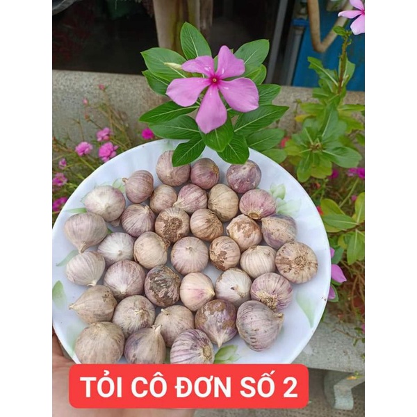 TỎI CÔ ĐƠN LÀM TỎI ĐEN LOẠI TO
