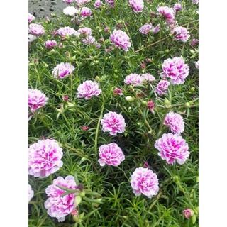 Cành hoa mười giờ _1kg 50k