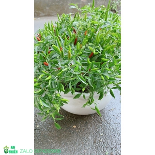 Chậu cây ớt hiểm