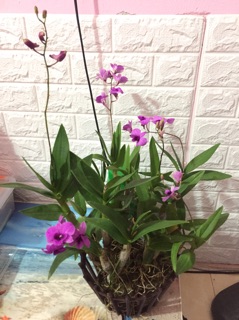 Lan denzo mini cây đang thắt ngọn