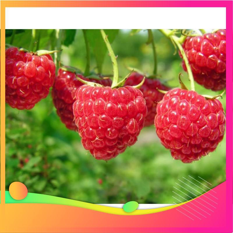 Hạt Giống Quả Mâm Xôi Đỏ - 10 Hạt VIETGAR