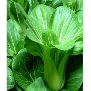 Hạt giống cải thìa 20gr