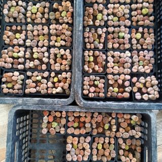 Sen mông - 16 loại vân khác nhau