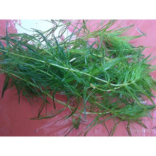 Rong đuôi chồn - Cây thủy sinh (1 bó 10 nhánh)