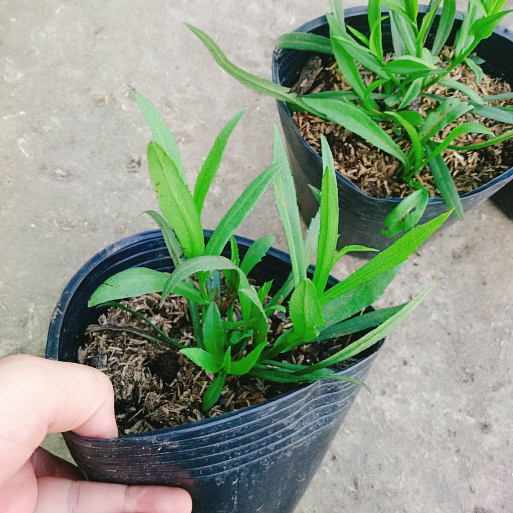 Cây Hoa Thạch Thảo  - cây cảnh để bàn