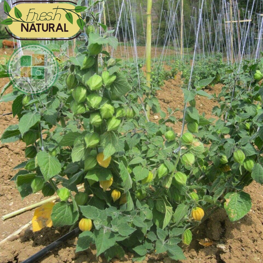 Hạt giống tầm bóp, thù lù Nam Mỹ (quả lồng đèn) giàu dinh dưỡng tốt cho sức khỏe