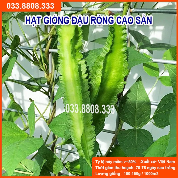 Hạt Giống Đậu Rồng 20gram -Giống Tốt Nhanh Thu Hoạch