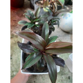 cây huyết dụ cao hơn 20cm