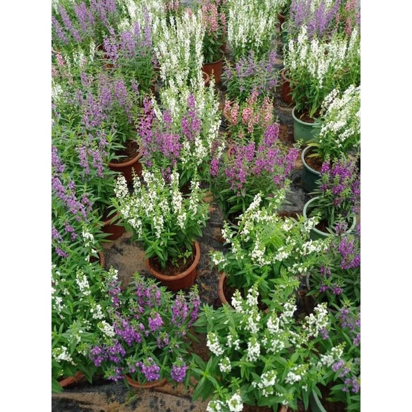 Hoa ngọc hân - violet nhật